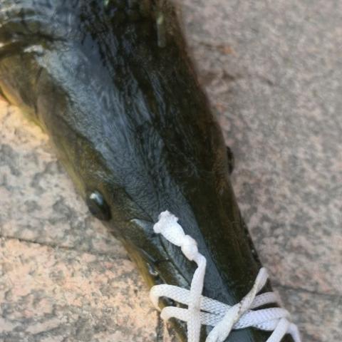 (钓鱼佬是谁)探寻钓鱼佬的执着：追寻湖中宝藏的不懈长征