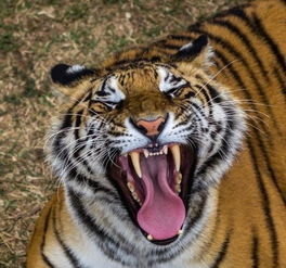 官方回应：击毙咬人老虎是否属于最后手段？采取其他应对措施是否可行？