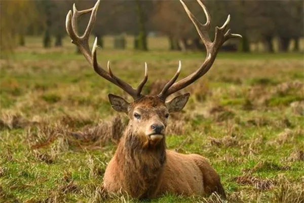 2024澳门最准四不像生肖|探索世界的未知奥秘_管控版.4.885