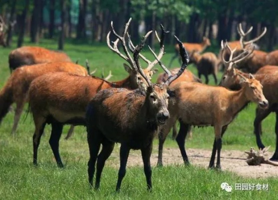 四不像正版论坛|权威分析解释落实_体育制.5.643