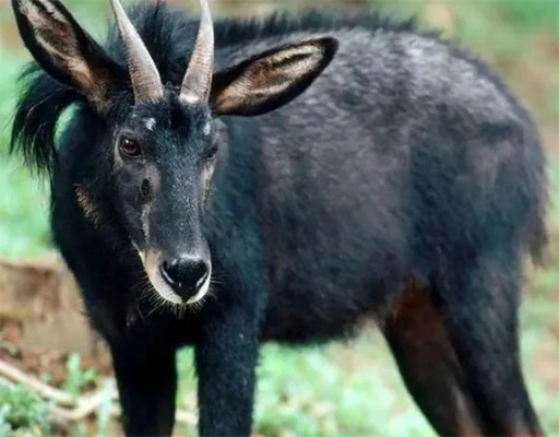 新奥四不像正版最新版本|预测解答解释落实_创新品.0.927