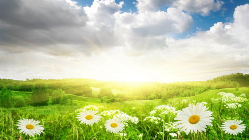 2025年属羊一生桃花劫是谁|独家资源分享助你成长_组件集.4.813