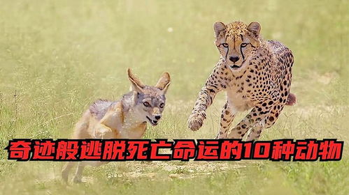 四不像正版四不像免费资料的优势|探索生活中的细腻瞬间_T.6.342