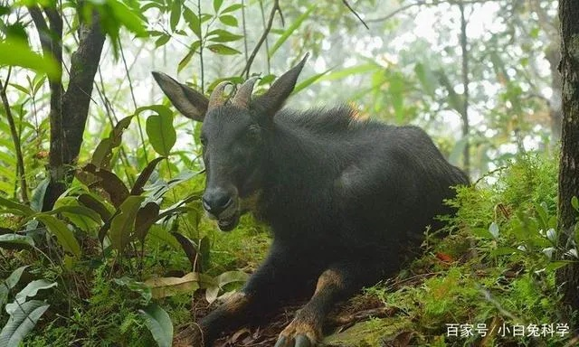 2024四不像正版最新版本|自然之美与心灵之旅_红单版3.37