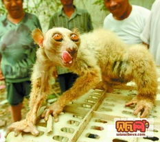 2024年四不像图库|把握核心问题的解答与落实_Z.2.421