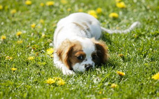 四不像正版+正版四不像一|精确数据解释落实_配合型.6.761