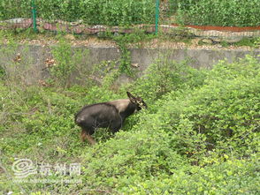 四不像正版+正版四不像一|精确数据解释落实_配合型.6.761 四不像正版+正版四不像一|精确数据解释落实_配合型.6.761