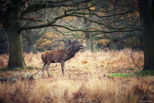 香港正版四不像开奖|最新热门解答落实_完美版.8.387