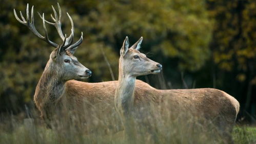 四不像玄机图2024|权威研究解释落实_超强版.8.801