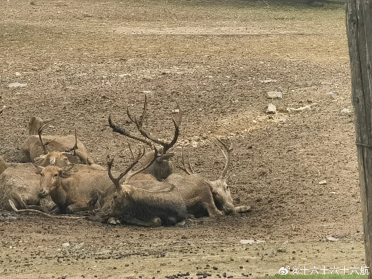 2024新奥门四不像|实践解答解释落实_维护制.3.293