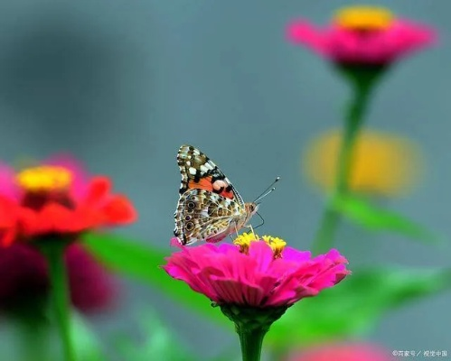 澳门六开彩开奖结果2024年1月|解锁生活小技巧分享_专注版.0.195