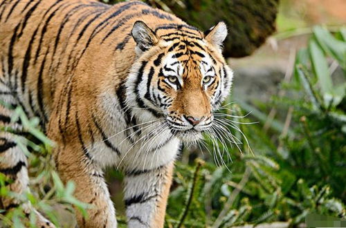 2024今晚开的四不像生肖图|可靠数据解释落实_实验型.4.949