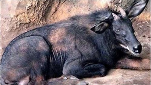 香港四不像图正版今天|预测解答解释落实_机动集.2.440