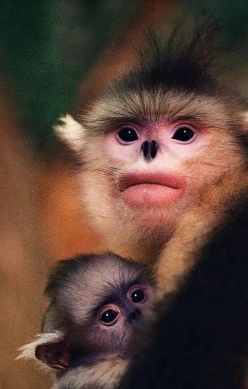 四不像正版资料免费查询|探索生活中的智慧与灵感_自在版.8.793