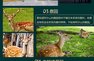 四不像特马图今晚必出|探索未知的奇妙旅程_冒险版GM.6.216