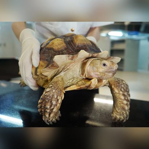 2024奥门精准资料大全|预测分析解释落实_国服版.0.375