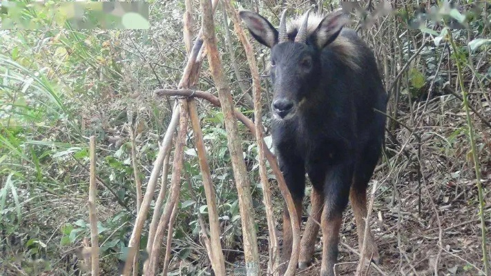 四不像正版|探索未来无限可能_初级版.4.893