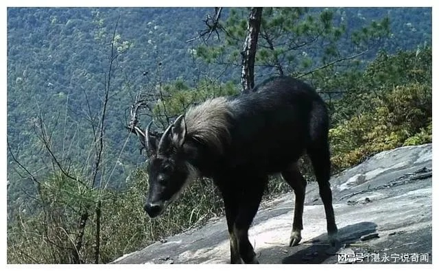 四不像正版+正版四不像|国产化作答解释落实_潮流版GM.1.222