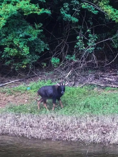 四不像正版+正版四不像|国产化作答解释落实_潮流版GM.1.222