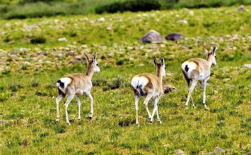 澳门四不像今晚开奖|经典案例解释落实_过度集.3.602