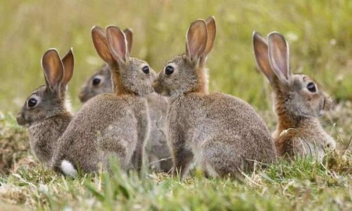 2004新澳正版兔费大全|确保解答的绝对准确性_领航款.4.524