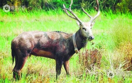 四不像正版资料,免费大全|最新分析解释落实_精粹版.1.740