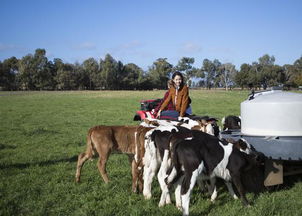 新澳2024四不像118期正版|探寻生活中的小确幸_战略款.0.118