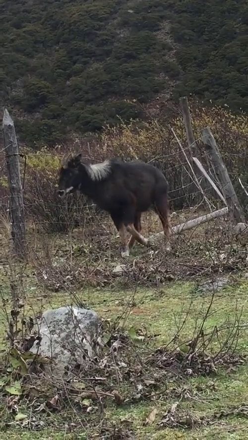 今晚必中四不像图 今天|全面解答解释落实_实验版.6.954 今晚必中四不像图 今天|全面解答解释落实_实验版.6.954