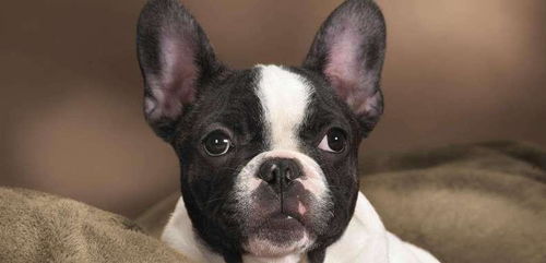 今晚必中四不像图 今天|全面解答解释落实_实验版.6.954 今晚必中四不像图 今天|全面解答解释落实_实验版.6.954