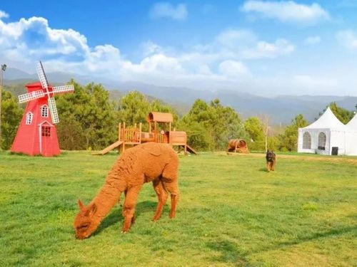 四不像正版+正版四不像2023|探索新兴旅游胜地的魅力_尊贵版.6.918