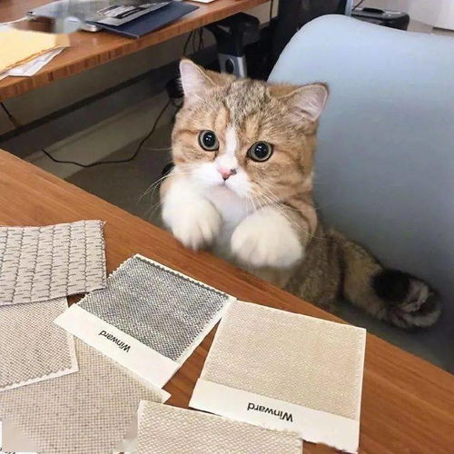 2024年四不像图片大全|探索生活中的小技巧_精简版SIP.0.552