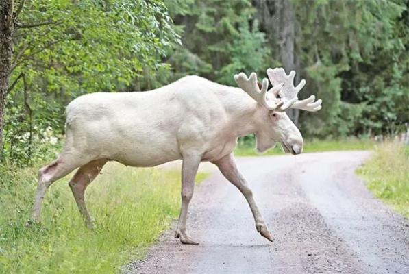 2024澳门最准四不像生肖|探索未知世界的新视角_移动版2.230