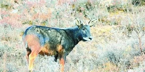 新奥四不像正版最新版本|探索城市的秘密角落_R版.4.249