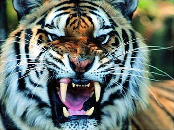 四不像玄机解特图|探索未来科技新趋势_简约版.1.420