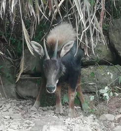 四不像正版资料291期|全面了解最新正品的解答与应用_虚拟款.6.515