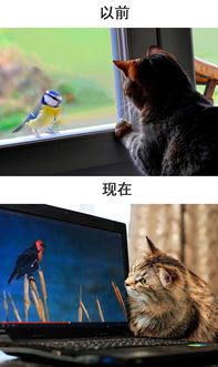 四不像正版资料免费大全|未来科技改变生活方式_电影款.0.943 四不像正版资料免费大全|未来科技改变生活方式_电影款.0.943