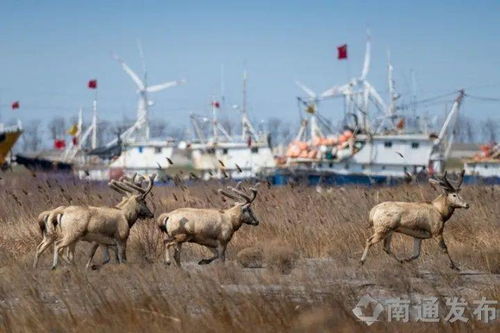 打开澳门四不像|经典解答解释落实_历史集.4.143
